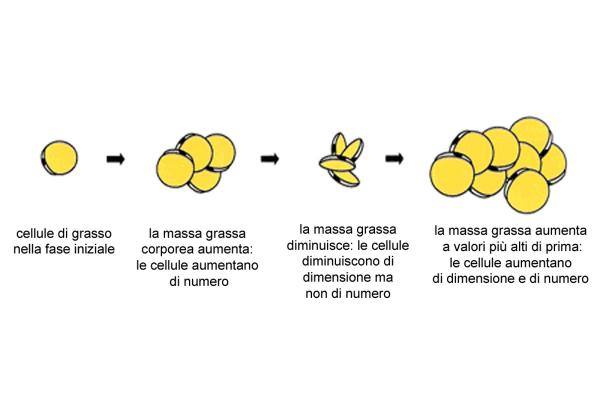 L’alimentazione durante la crescita influisce sul tessuto adiposo dell’età adulta
