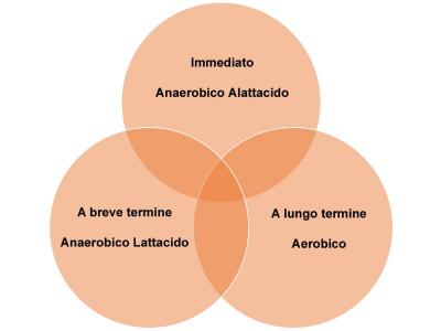 I 3 meccanismi energetici