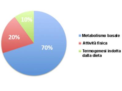 Le diverse componenti del fabbisogno calorico totale giornaliero (o Total Daily Energy Expenditure o TDEE).